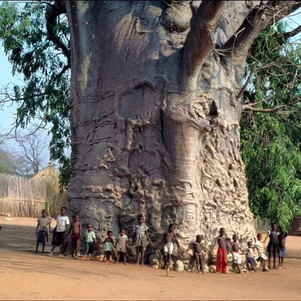 Sejumlah Pohon Tertua di Dunia Berusia Ribuan Tahun