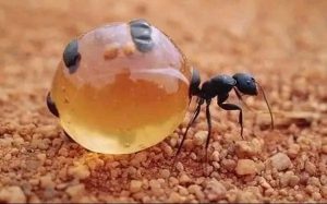 Keunikan Semut Madu dari Mexico