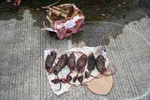 Teror nDhas Babi dan nDhas Tikus belum juga terang, Jangan sampai jadi “Unsolved Mystery” atau Indonesia makin Gelap