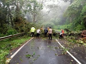 Terdera Hujan, Pohon Tumbang Kunci Jalur Arah Pendakian Cemoro Sewu